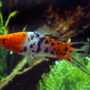 Tri-color Swordtail fish