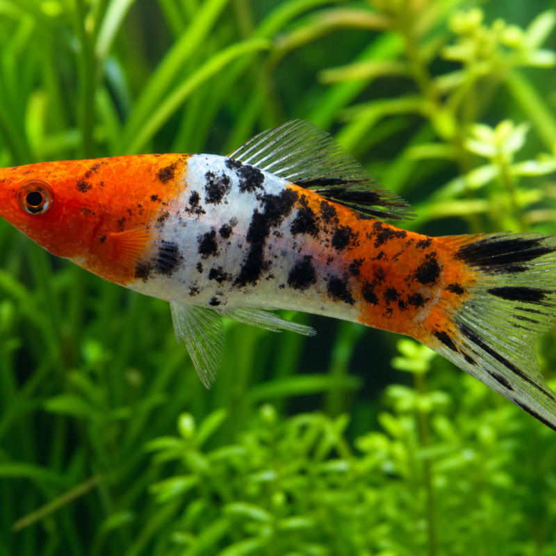 Tri-color Swordtail fish