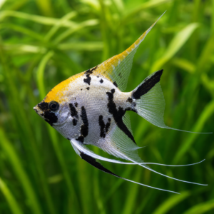 Tricolor Angel