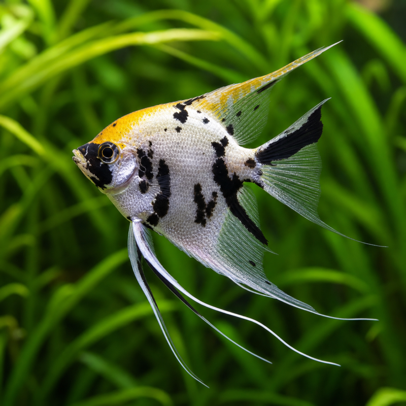Tricolor Angel