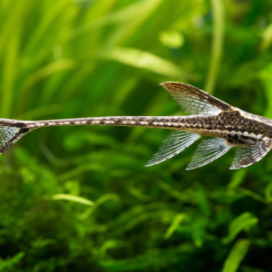 Whiptail Catfish (Farlowella)